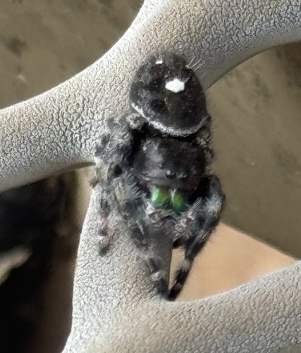 Bold Jumping Spider