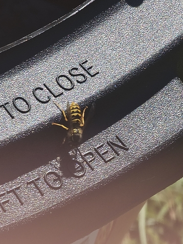 Eastern Yellowjacket
