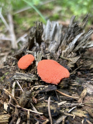 Red Raspberry Slime Mold
