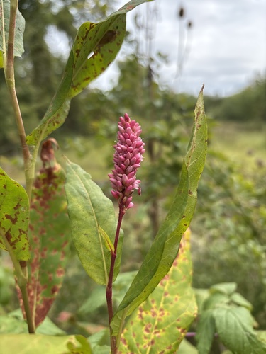 water smartweed