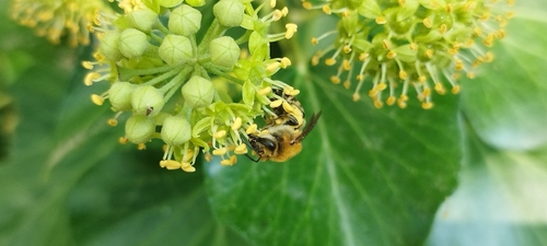 Ivy Cellophane Bee