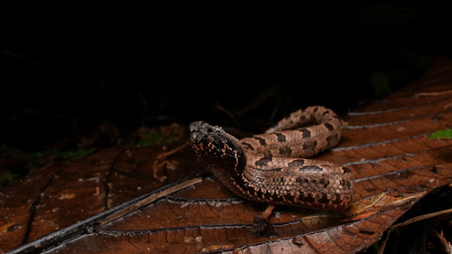 Indo-Malayan mountain pitviper