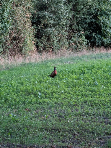 Ring-necked Pheasant