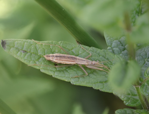 Nabis lineatus