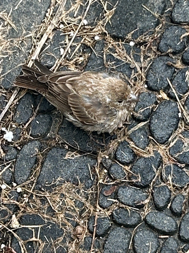 House Finch