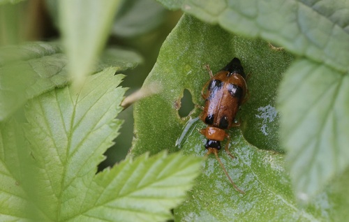 skullcap leaf beetle