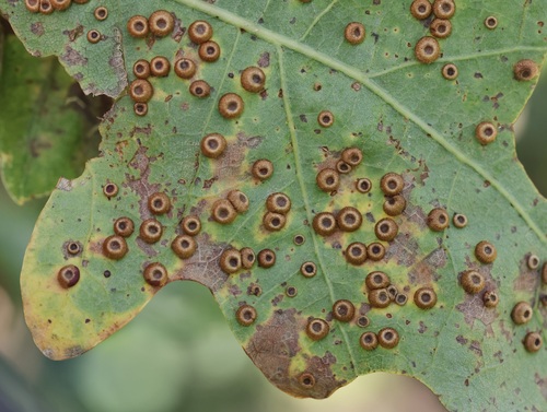 Silk-Button Spangle Gall Wasp