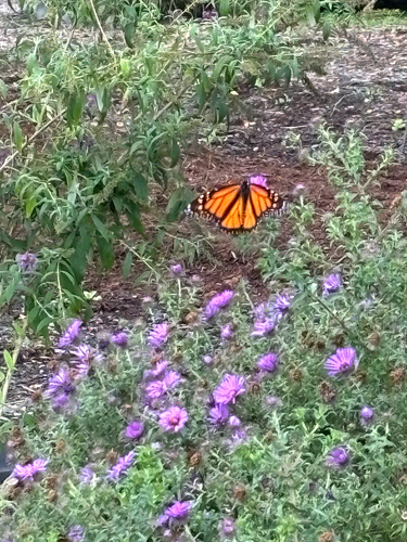 Monarch
