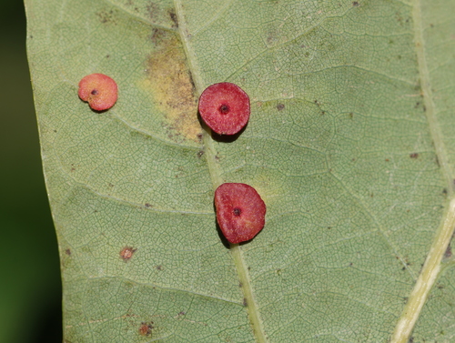 Smooth Spangle Gall Wasp