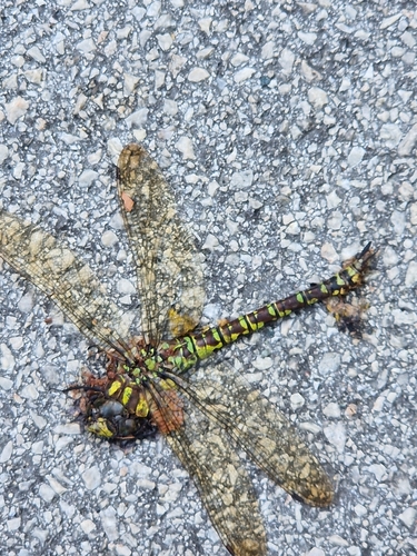Southern Hawker