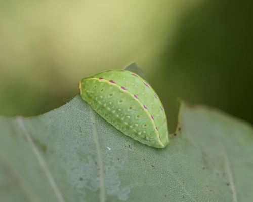 Festoon
