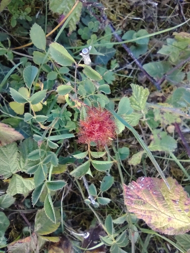 Mossy Rose Gall Wasp