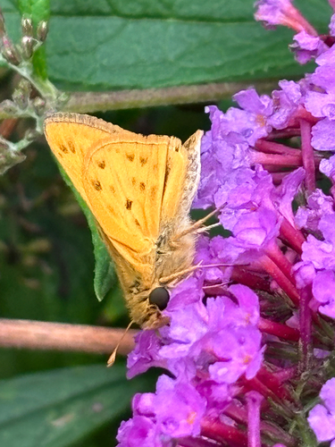 Fiery Skipper