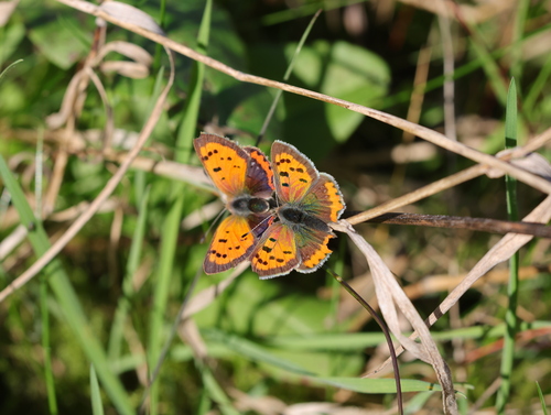 Small Copper