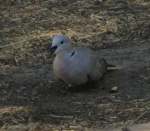 Eurasian Collared-Dove