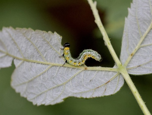 Raspberry Fusehorn