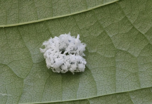 Alder Sawfly