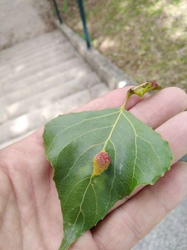 Poplar Gall Aphid