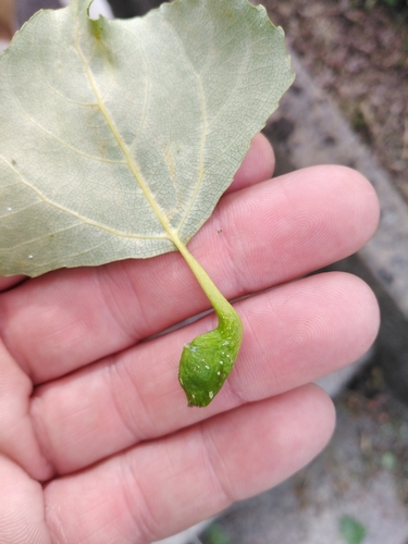 Poplar Gall Aphid
