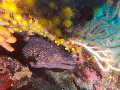 Mediterranean Moray