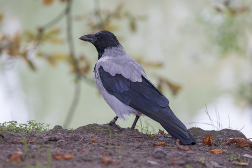 Hooded Crow