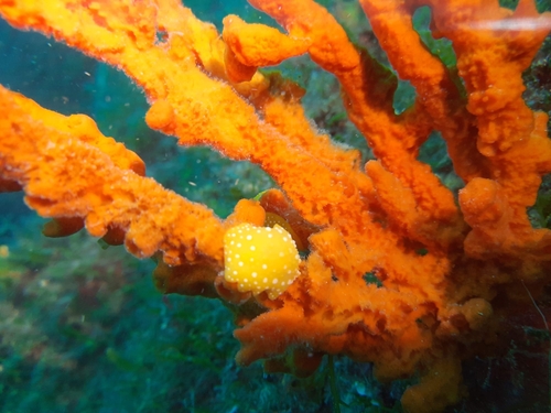 White-spotted yellow wart slug