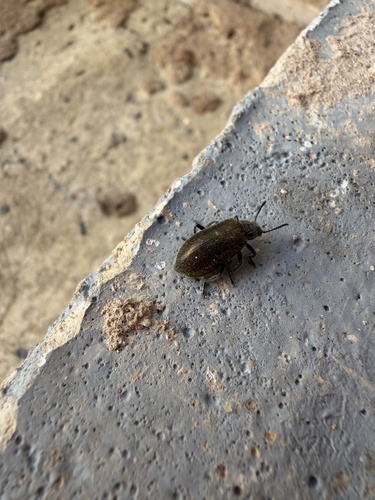 Hairy Darkling Beetle