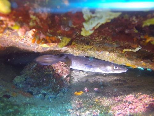 European Conger