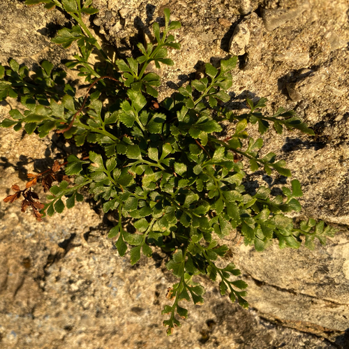 wall-rue