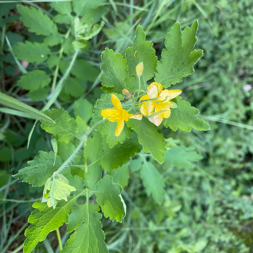 Greater celandine