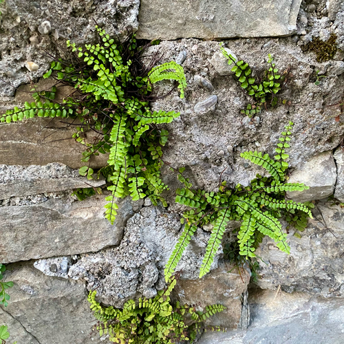 maidenhair spleenwort