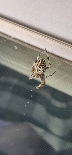 Cross Orbweaver