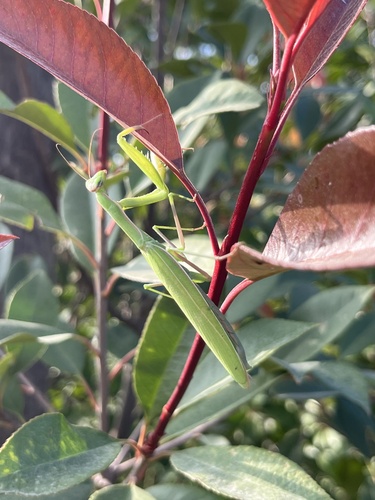 European Mantis