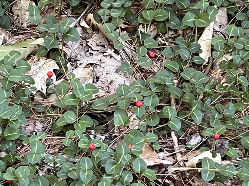 partridgeberry