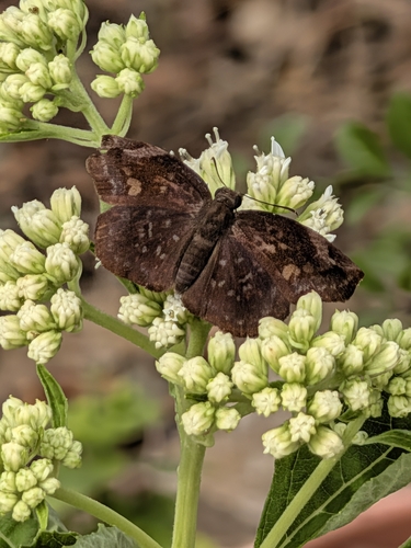 Sickle-winged Skipper