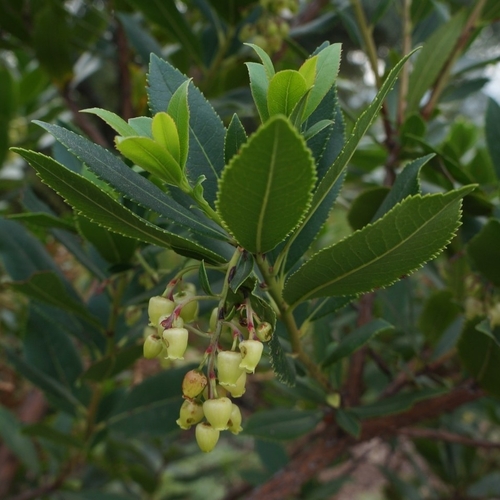 strawberry tree