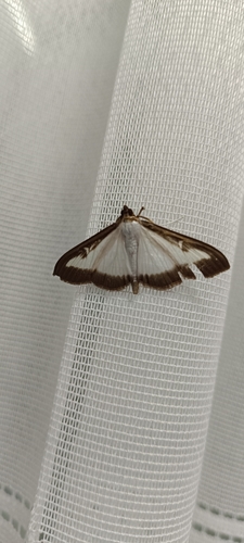 Box Tree Moth
