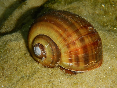 Florida Apple Snail