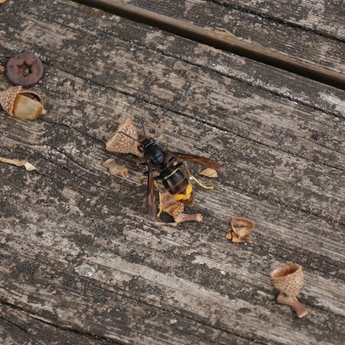 Yellow-legged Hornet