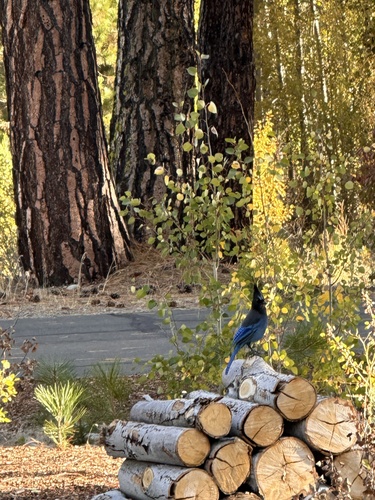 Steller's Jay