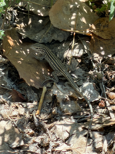 Colorado Checkered Whiptail