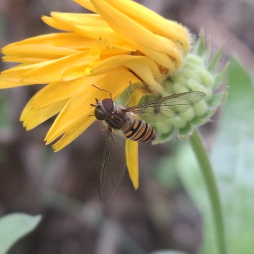 Marmalade Hover Fly