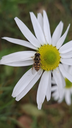 Migrant Hover Fly
