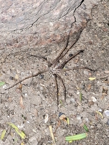 Giant House Spider