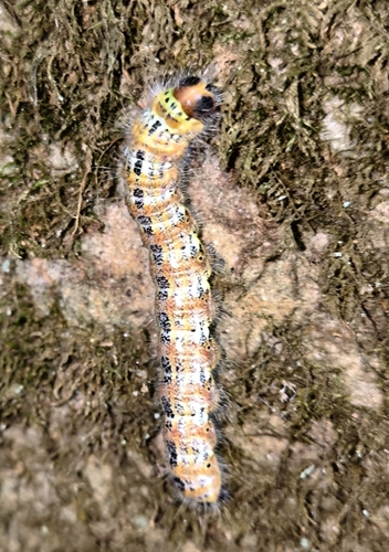 Buff-tip