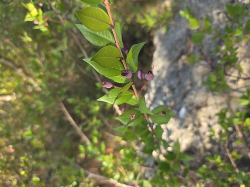 myrtle