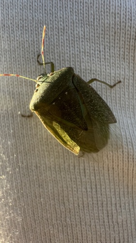 Southern Green Stink Bug
