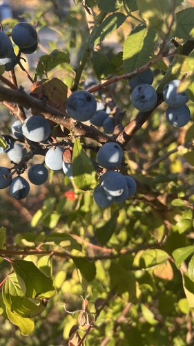 Blackthorn