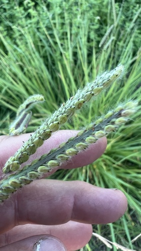 Dallis grass