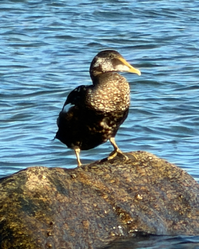 Common Eider